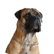 Icon forAnimals & Pets